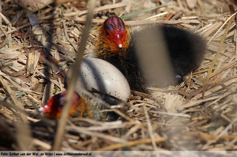 Meerkoetjes-Kuikens-09052016-02