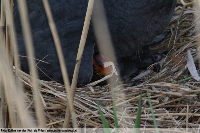 Meerkoetjes-Kuikens-09052016-04