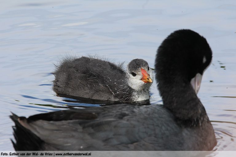 Meerkoet-Kuiken-19062016-001