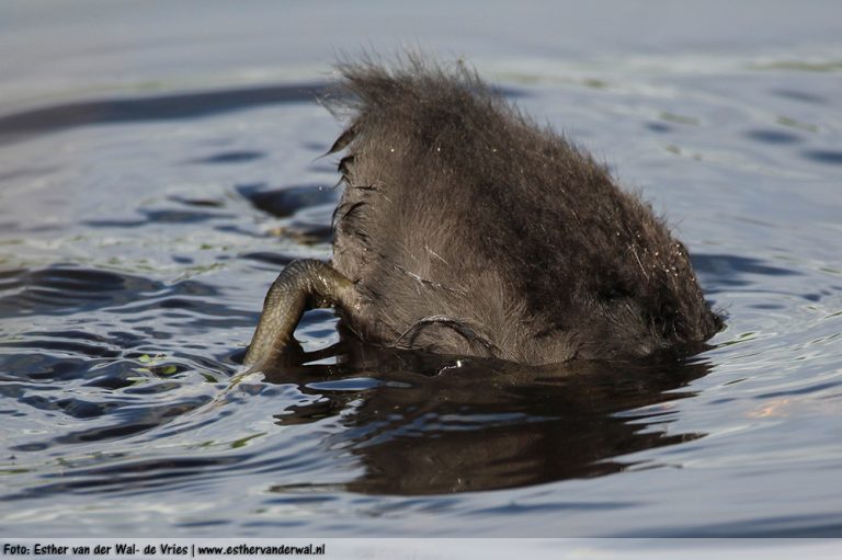 Meerkoet-Kuiken-19062016-003