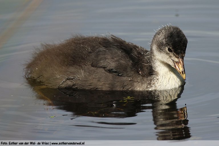 Meerkoet-Kuiken-19062016-004