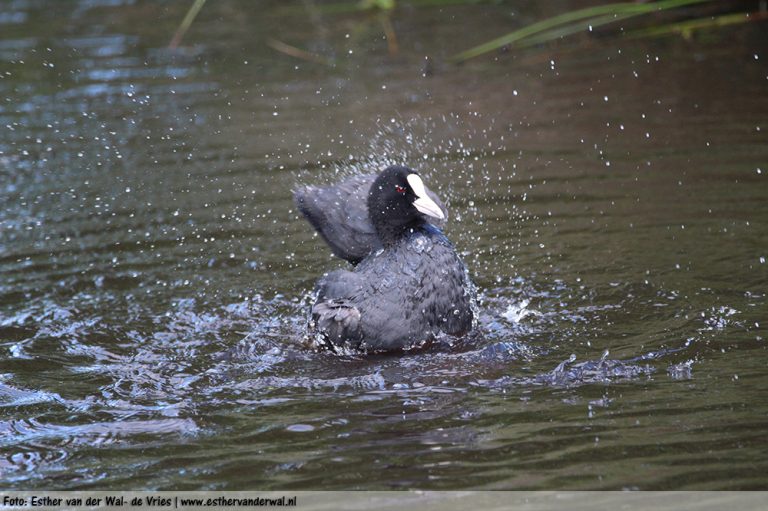 Meerkoet-baddersessie-03