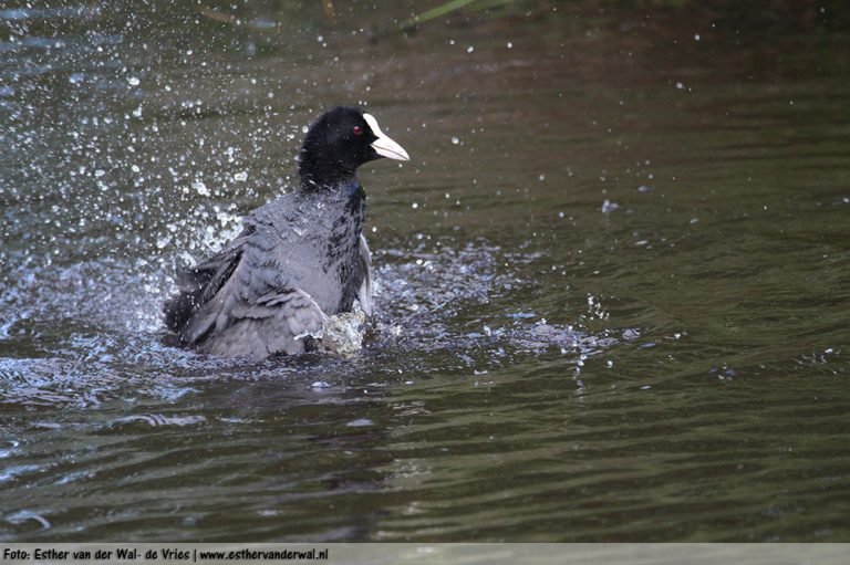 Meerkoet-baddersessie-04