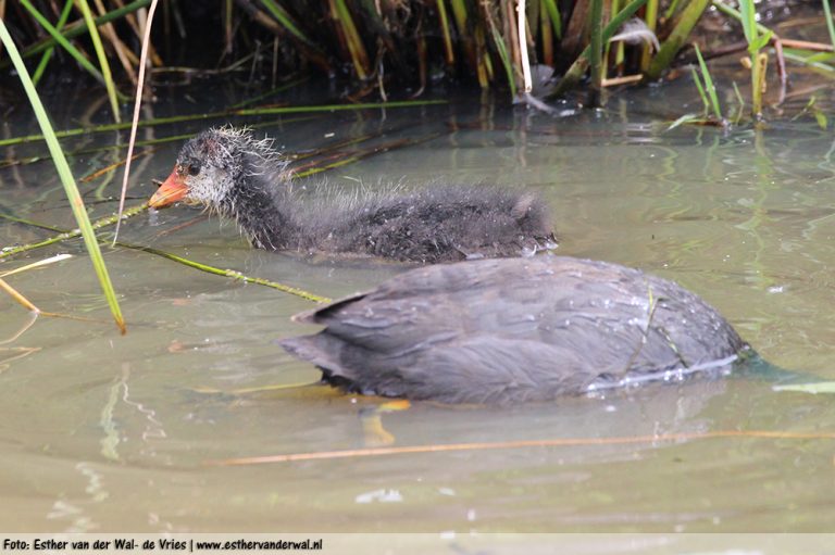 Meerkoet-kuikentjes-12062016-001