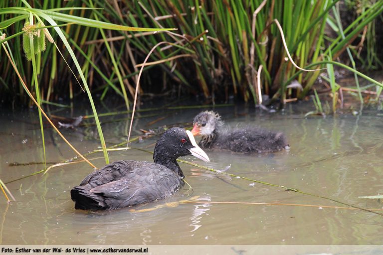 Meerkoet-kuikentjes-12062016-002