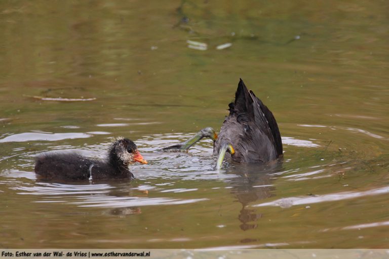 Meerkoet-kuikentjes-12062016-003