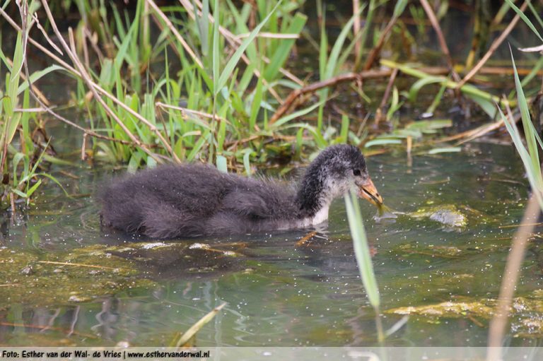 Meerkoet-kuikentjes-12062016-004