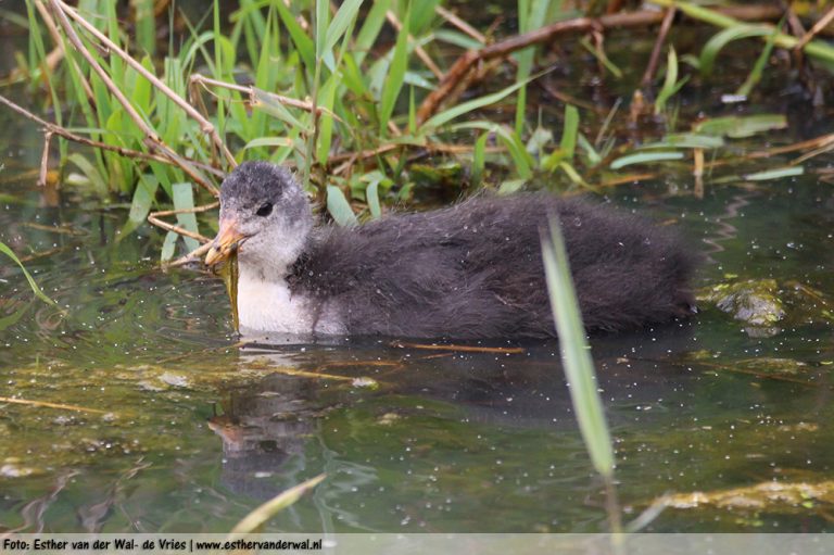 Meerkoet-kuikentjes-12062016-005