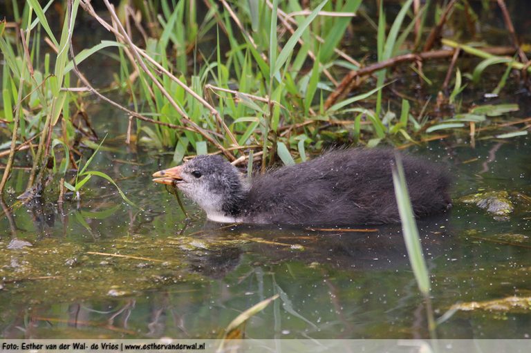 Meerkoet-kuikentjes-12062016-006