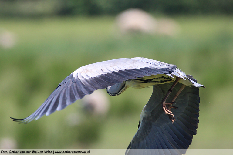 Reiger