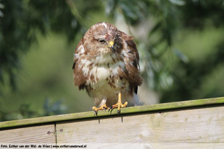 Roofvogel-29062016-01