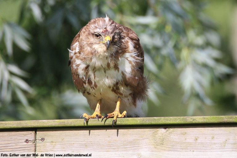 Roofvogel-29062016-04