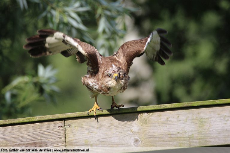 Roofvogel-29062016-05