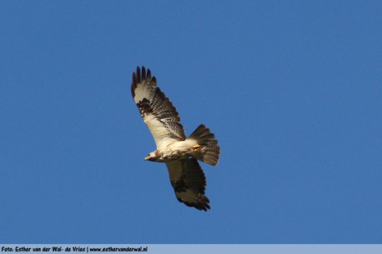 Buizerd-01