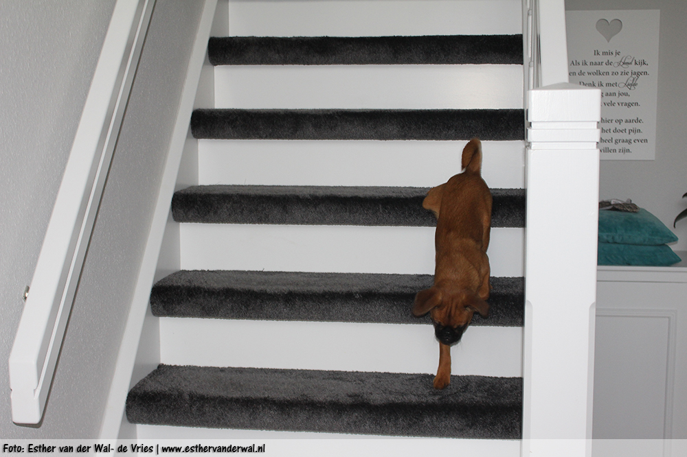 En... ik kan van de trap! Oplopen kon ik al een tijdje maar ik kan nu ook zelf naar beneden!