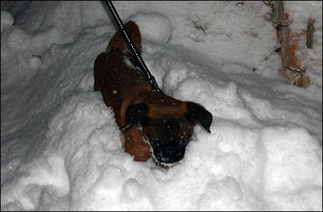 Boris in de Sneeuw