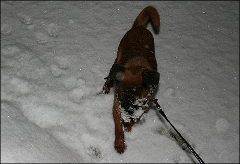 Boris in de sneeuw