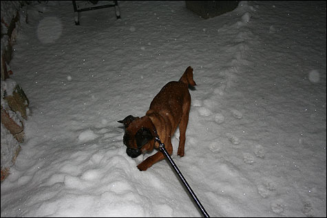 Boris in de Sneeuw