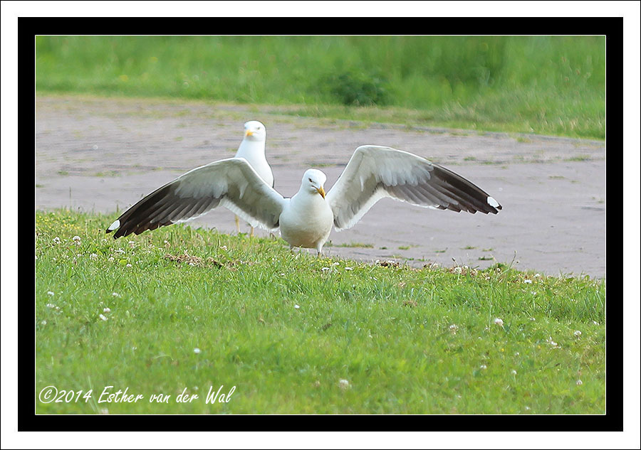 Gras & Birds