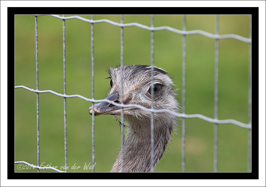 Ezels, Eenden en Struisvogels