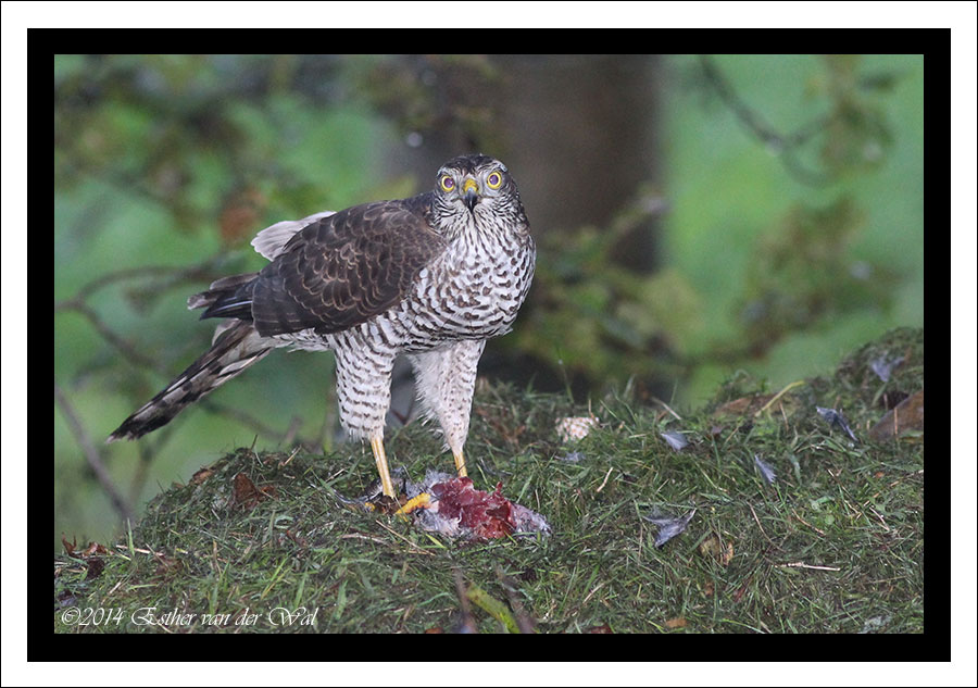 Roofvogel met prooi