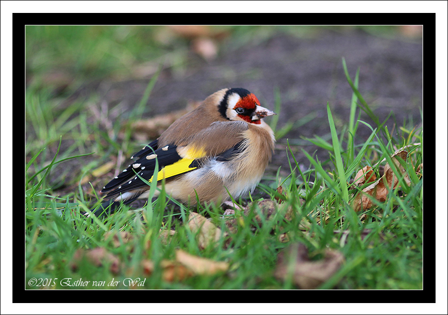 Vreemde Vogel