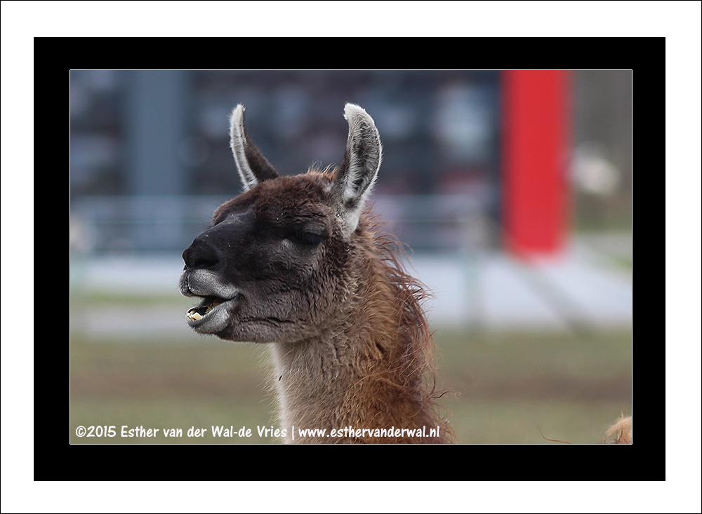 Dierentuin of Industrieterrein?