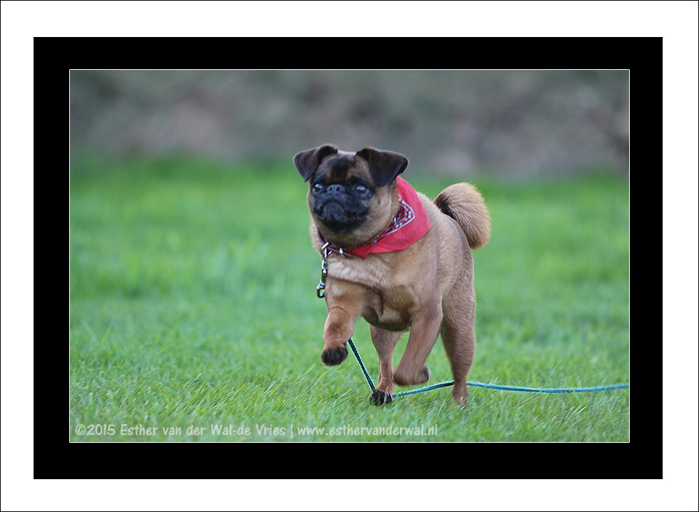 Boris in actie!