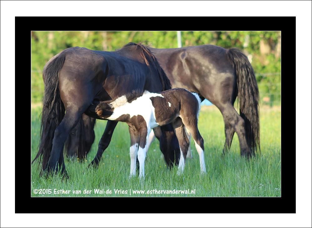 Paarden & Veulentjes