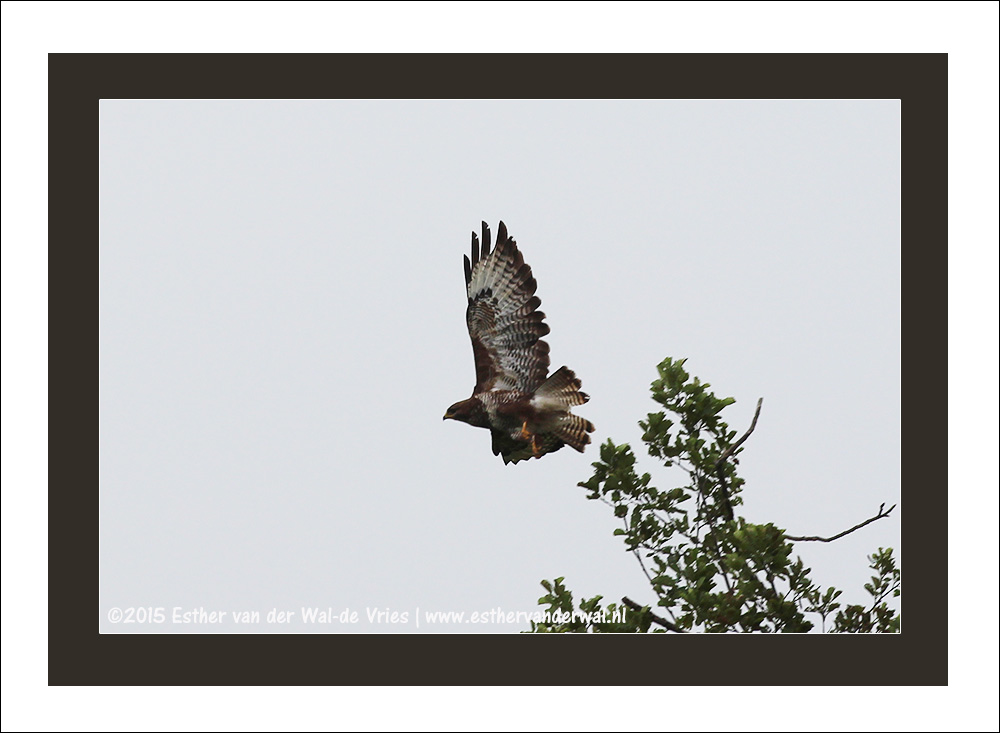 Buizerd