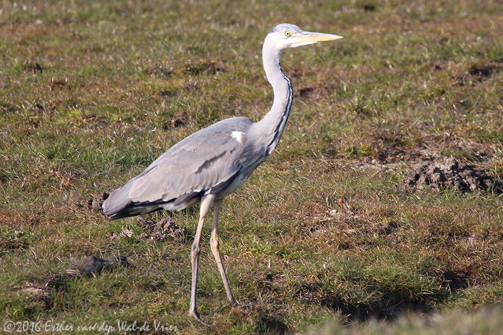 Vogels Kijken