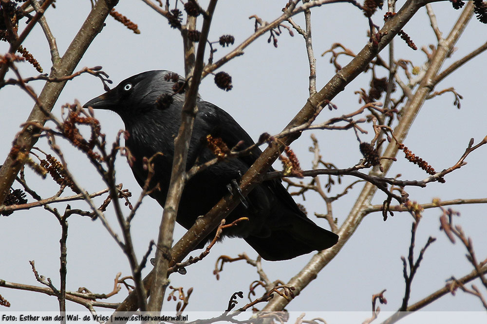 Meer Vogels