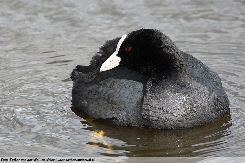 Watervogels kijken