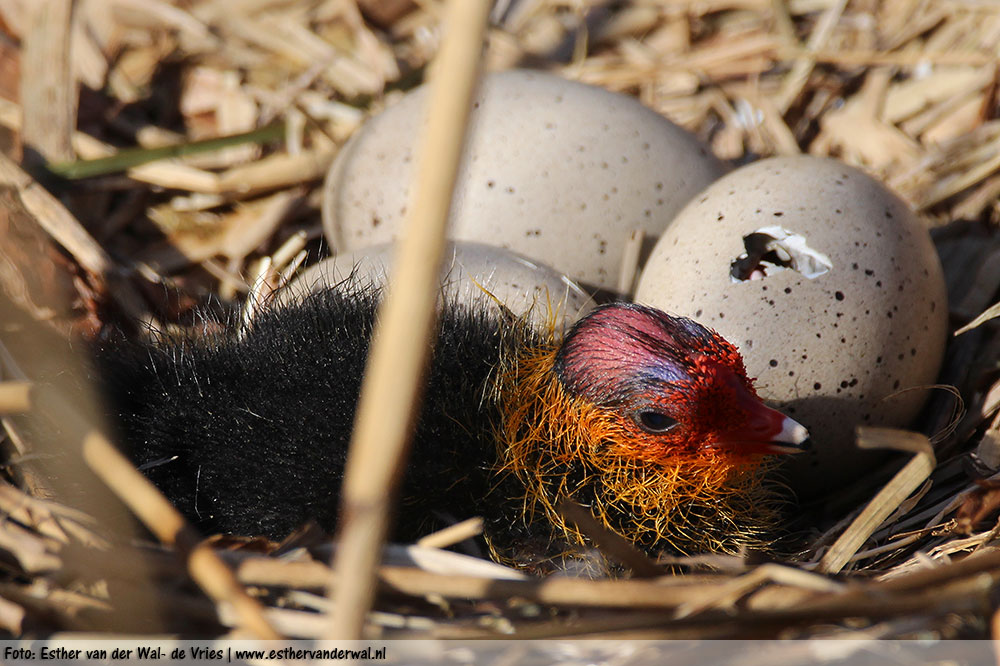 Moederdag 2016: Meerkoetjes komen uit het ei