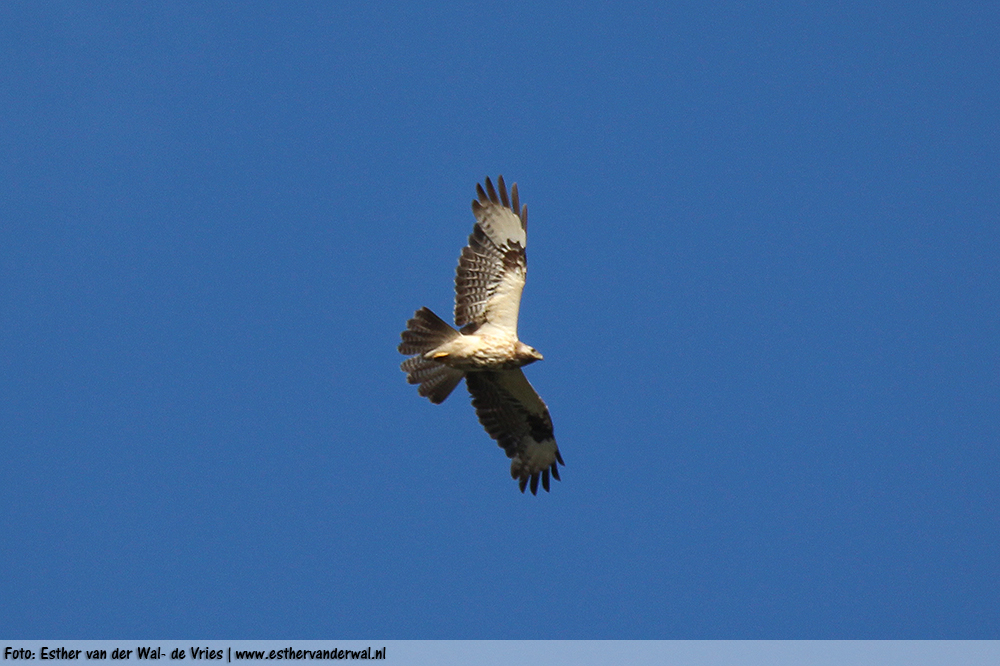 Buizerd