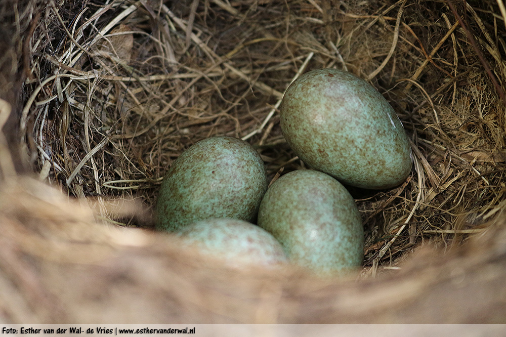 Vogel(tje)s kijken