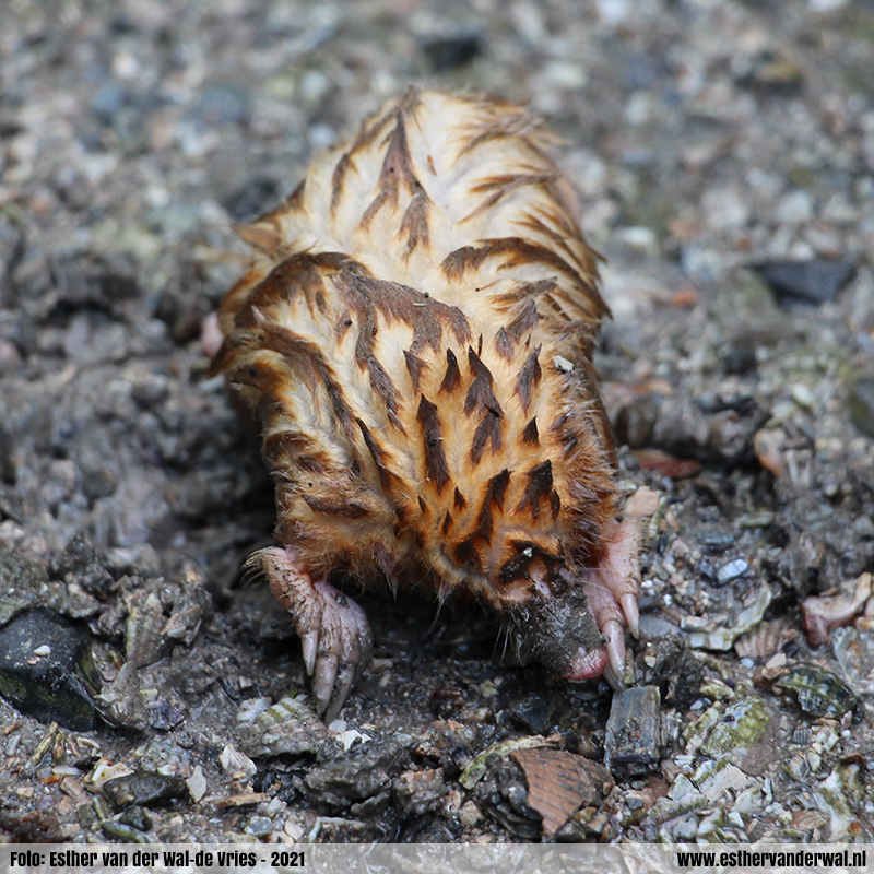 (Albino) Mol gered van de wateroverlast