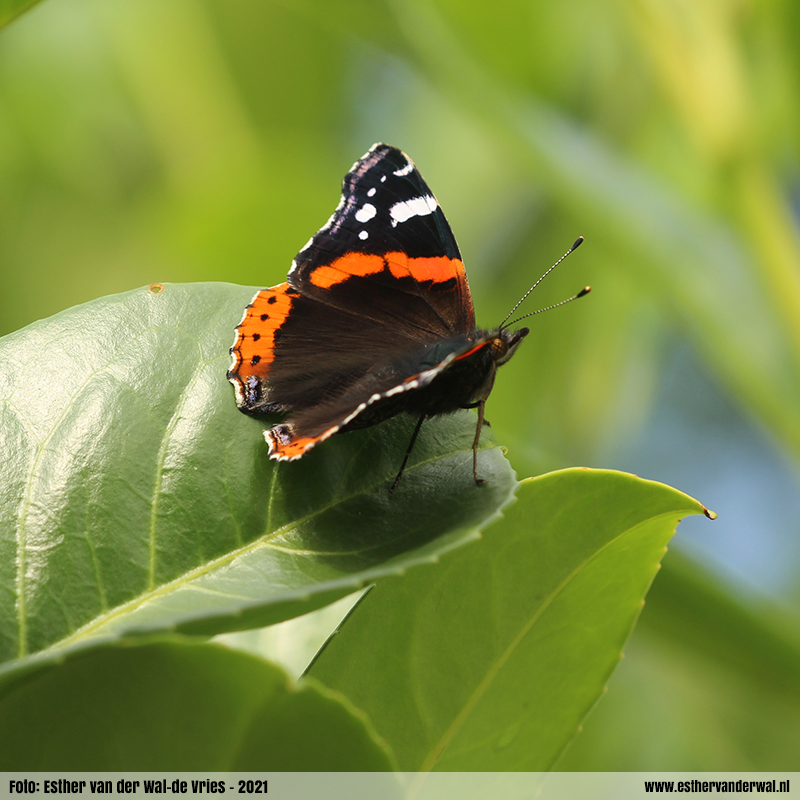 Allemaal beestjes…