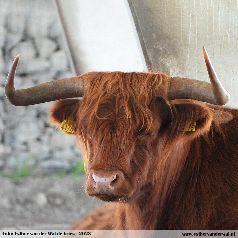 Hooglanders in De Falom