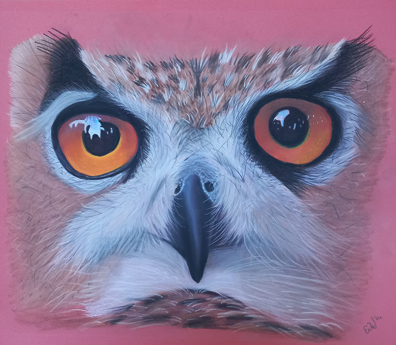 Pasteltekening Uil