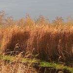 Herfst in De Houtwiel