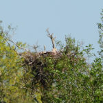 Nest van de zeearend
