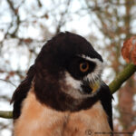 Koude wandeling door het Driezumerbosk met een prachtige zonsondergang