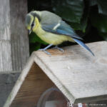 Drukte van belang rond de pindakaaspot