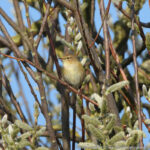 Ritje Esumakeech en ijsje in Lauwersoog in míjn auto!