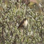 Mijn eerste roodborsttapuit en rietzanger van dit jaar