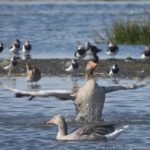 De Twijzelermieden: spetter...pieter....pater... lekker in het water!