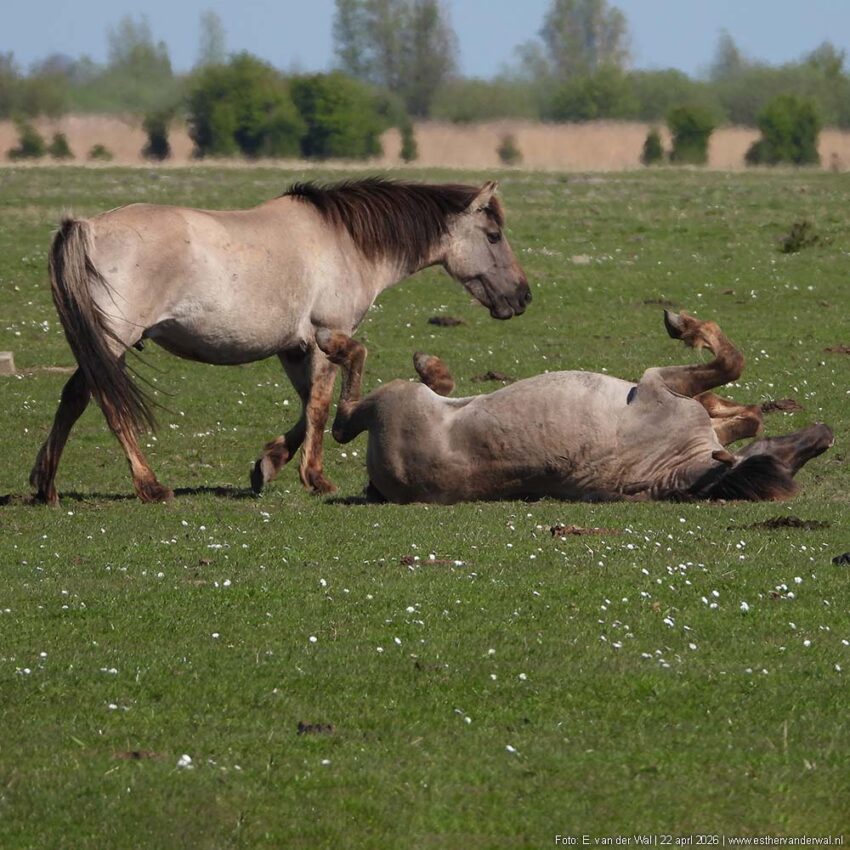 Konik Paarden