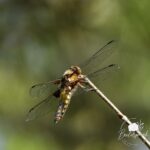 Korte, warme wandeling Lauwersmeergebied