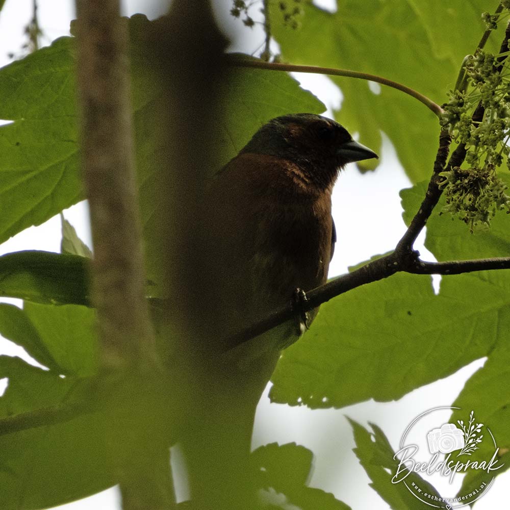 Vink